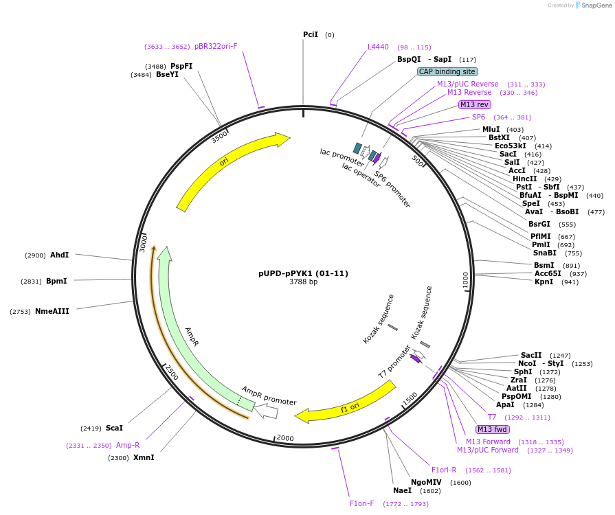 101688-plasmid-map-sequence-id-213436