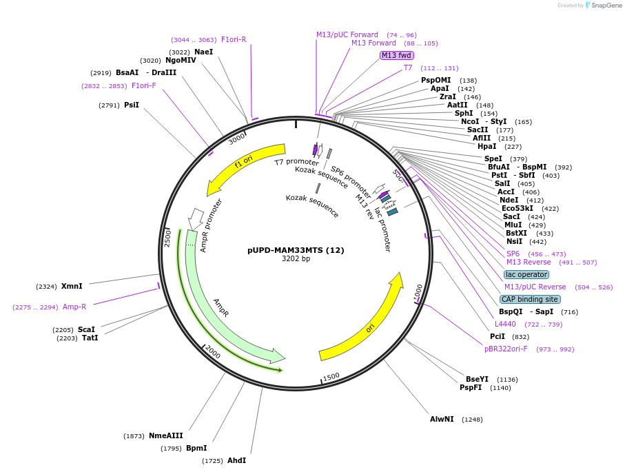 101693-plasmid-map-sequence-id-213437