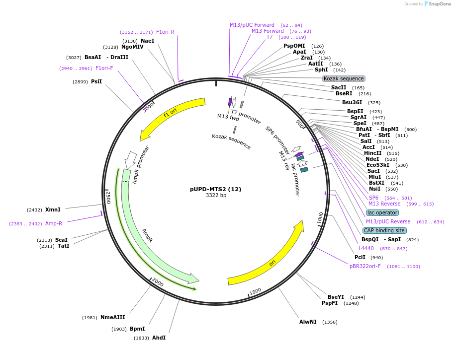 101698-plasmid-map-sequence-id-213440