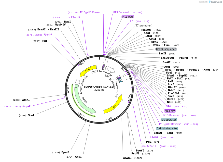 101700-plasmid-map-sequence-id-213442