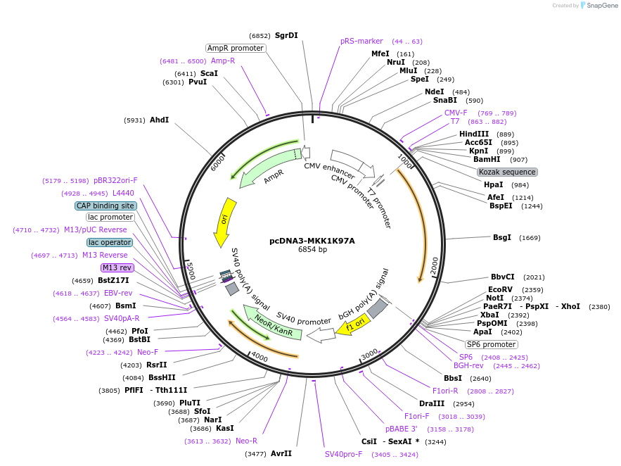 107974-plasmid-map-sequence-id-213451
