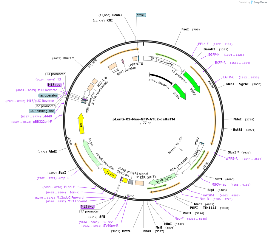 109021-plasmid-map-sequence-id-213452