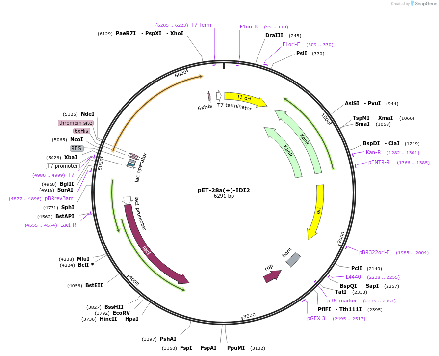 108951-plasmid-map-sequence-id-213456