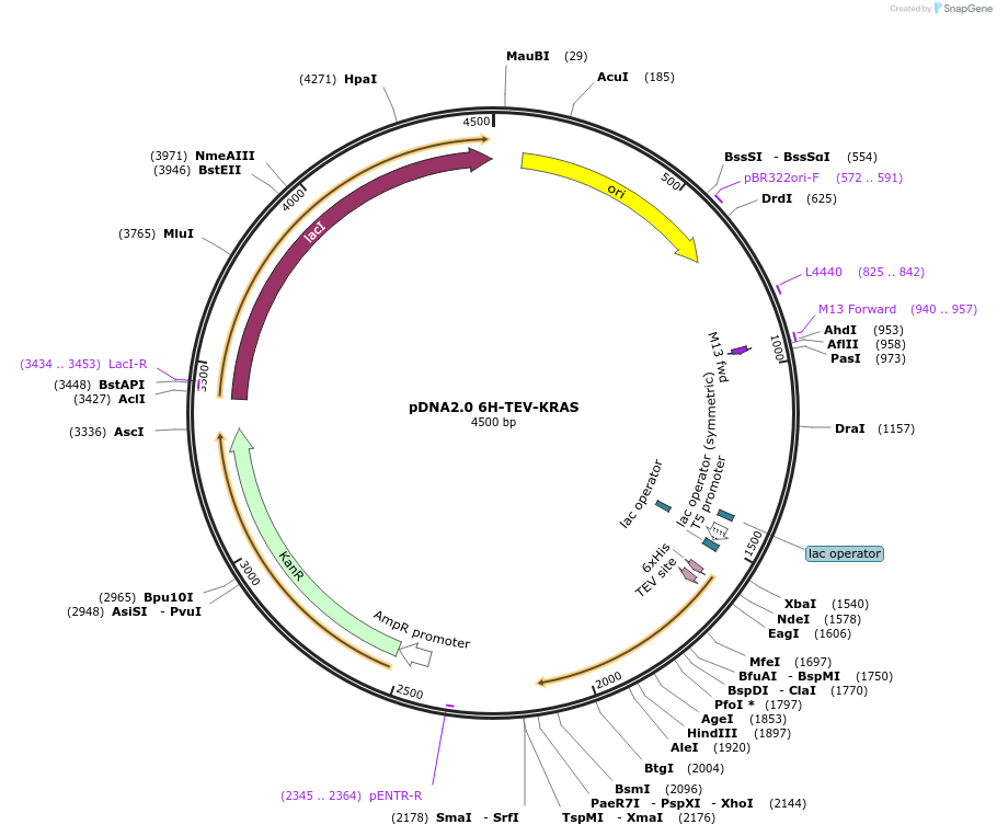 111849-plasmid-map-sequence-id-213463