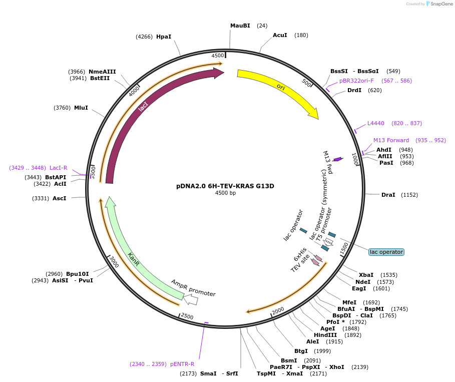 111851-plasmid-map-sequence-id-213465