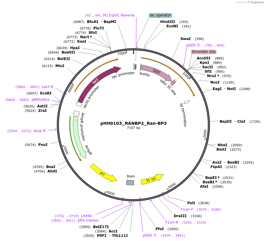 109777-plasmid-map-sequence-id-213466
