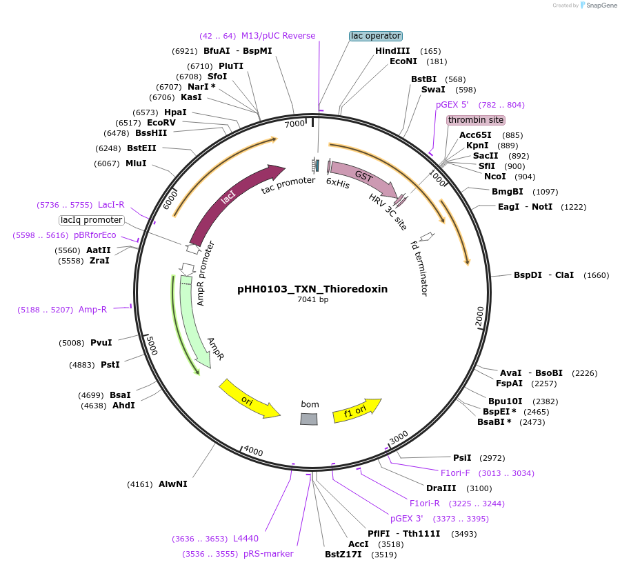 109778-plasmid-map-sequence-id-213467
