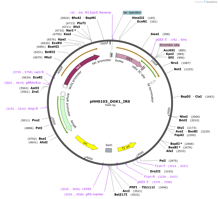 109779-plasmid-map-sequence-id-213468