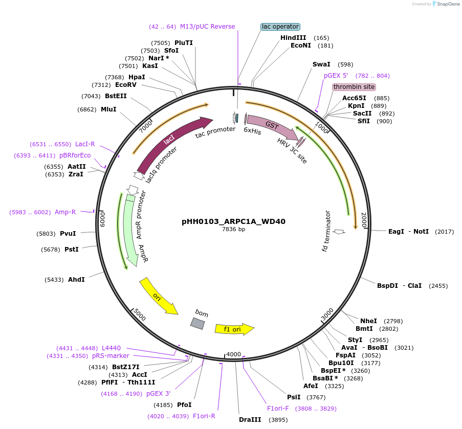 109784-plasmid-map-sequence-id-213469