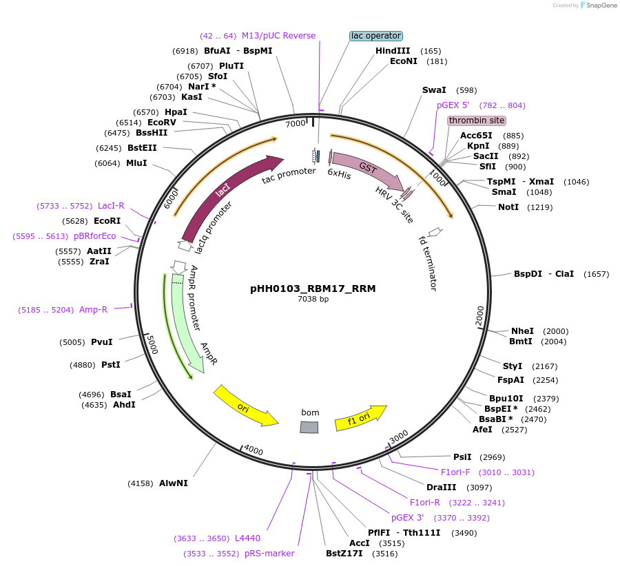 109786-plasmid-map-sequence-id-213472