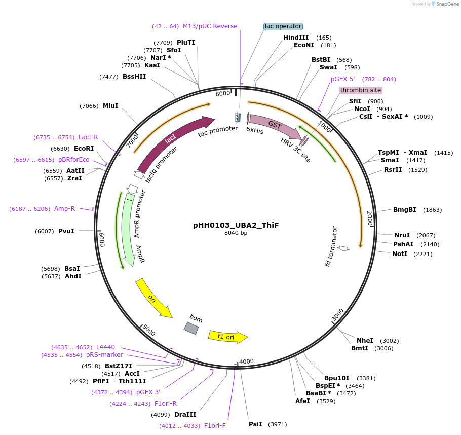 109787-plasmid-map-sequence-id-213473