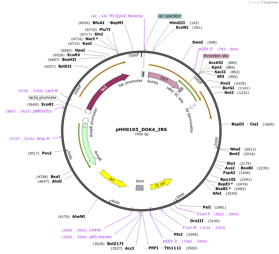 109788-plasmid-map-sequence-id-213475