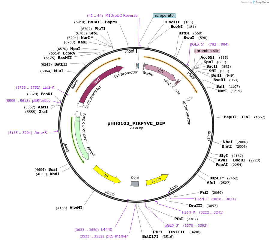 109789-plasmid-map-sequence-id-213477