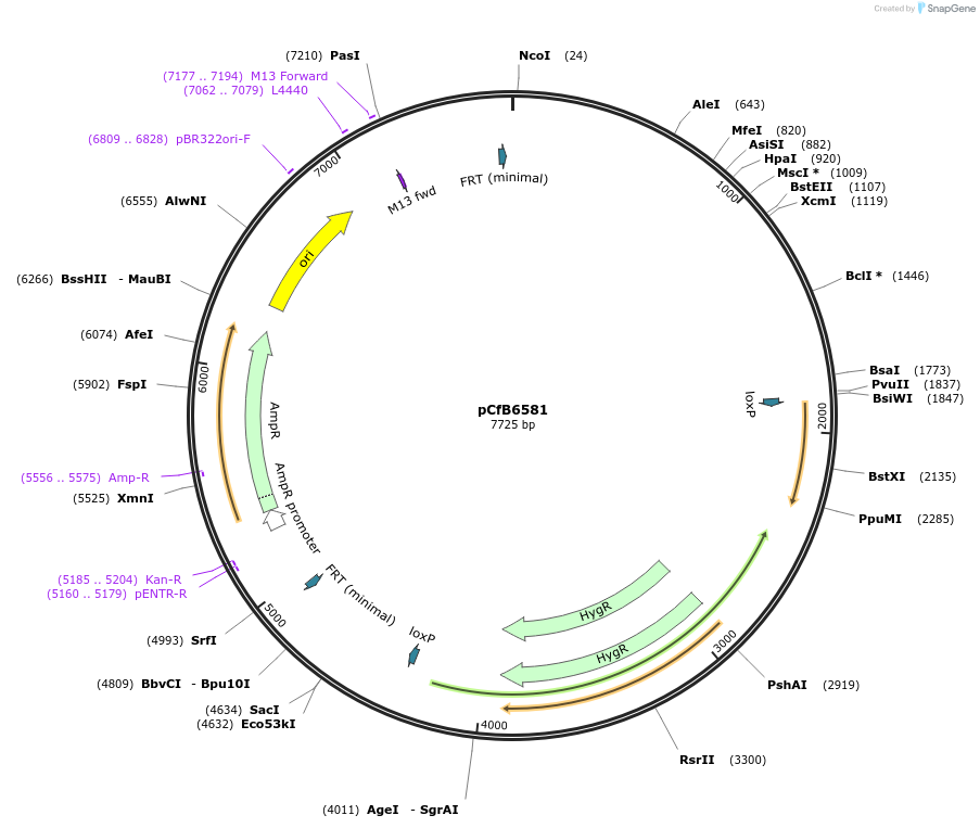 106137-plasmid-map-sequence-id-213478