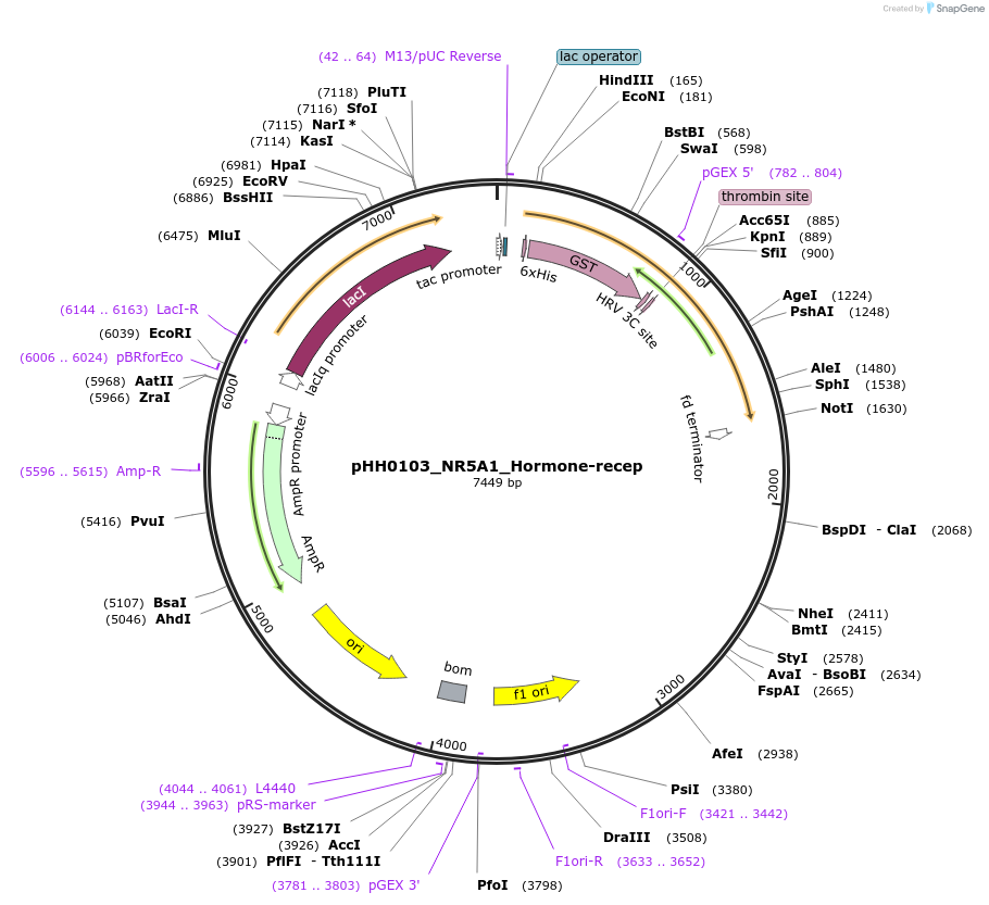 109792-plasmid-map-sequence-id-213481