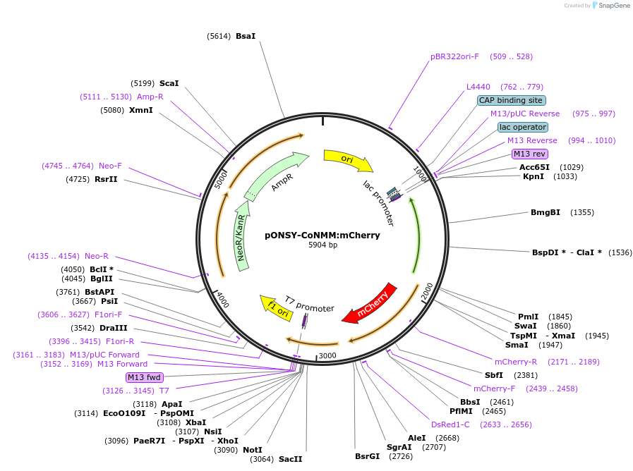 111878-plasmid-map-sequence-id-213490