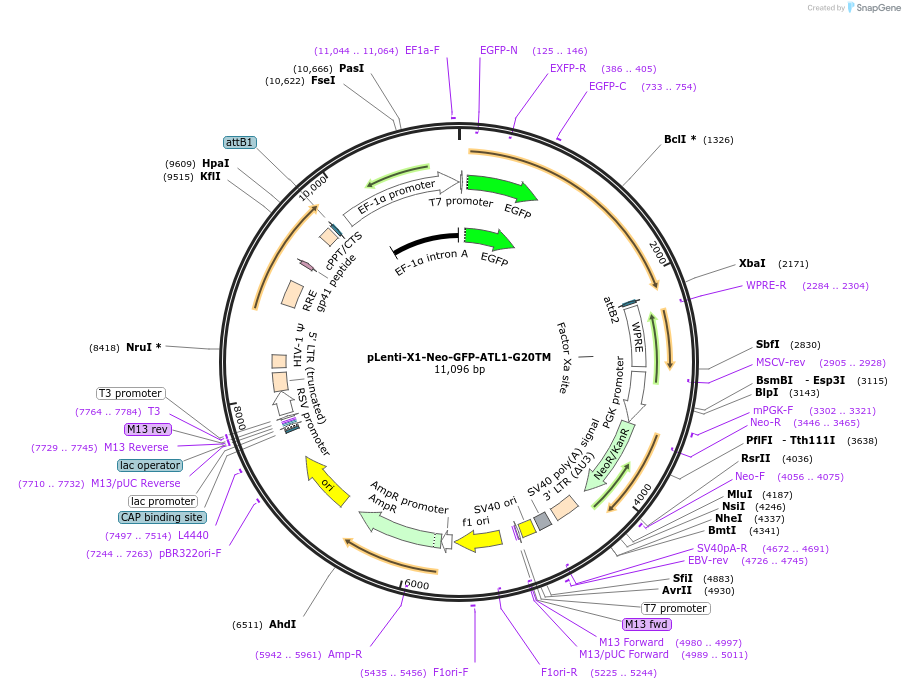 109019-plasmid-map-sequence-id-213494