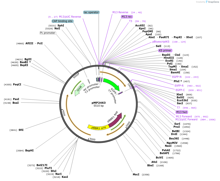 107774-plasmid-map-sequence-id-213500
