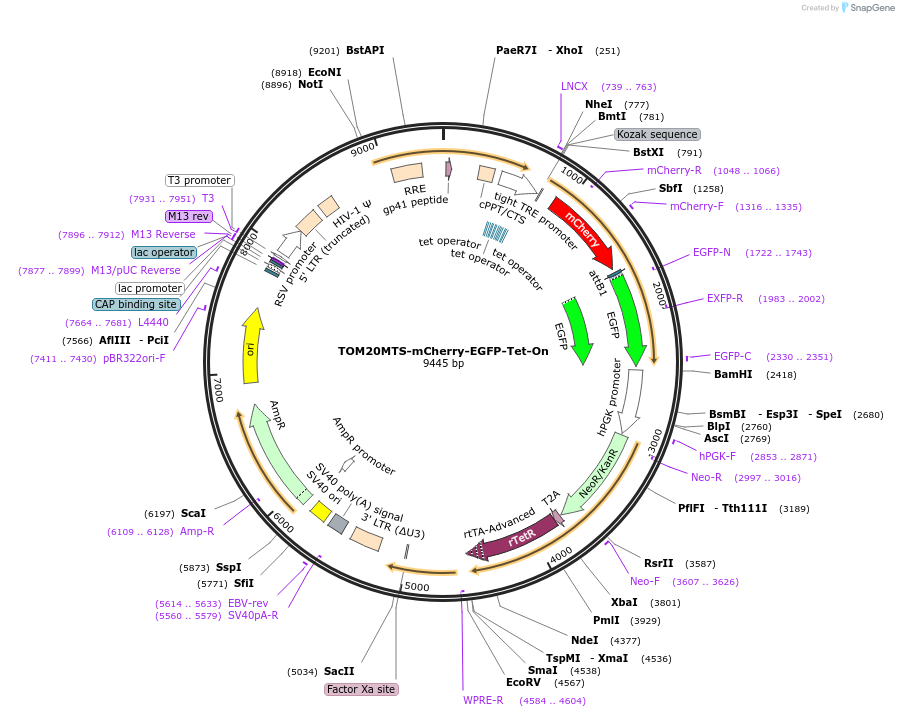 109016-plasmid-map-sequence-id-213501