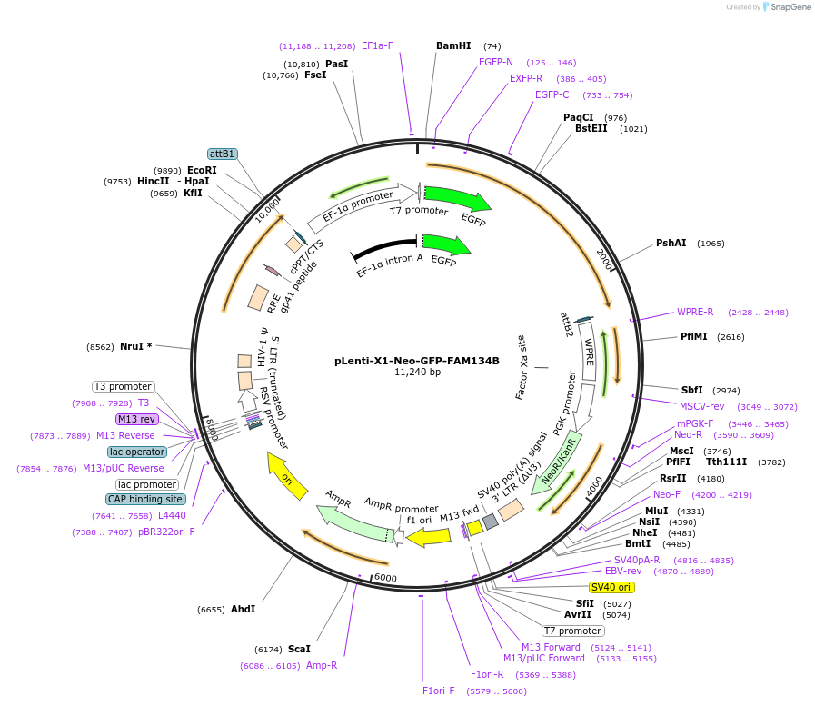 109026-plasmid-map-sequence-id-213502