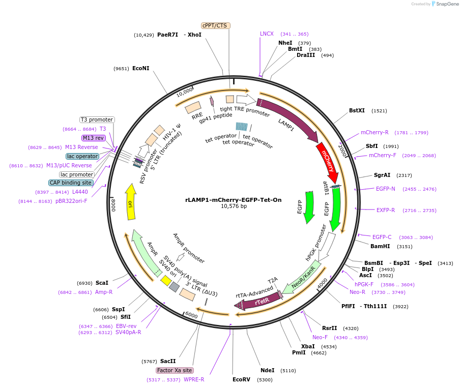 109015-plasmid-map-sequence-id-213506