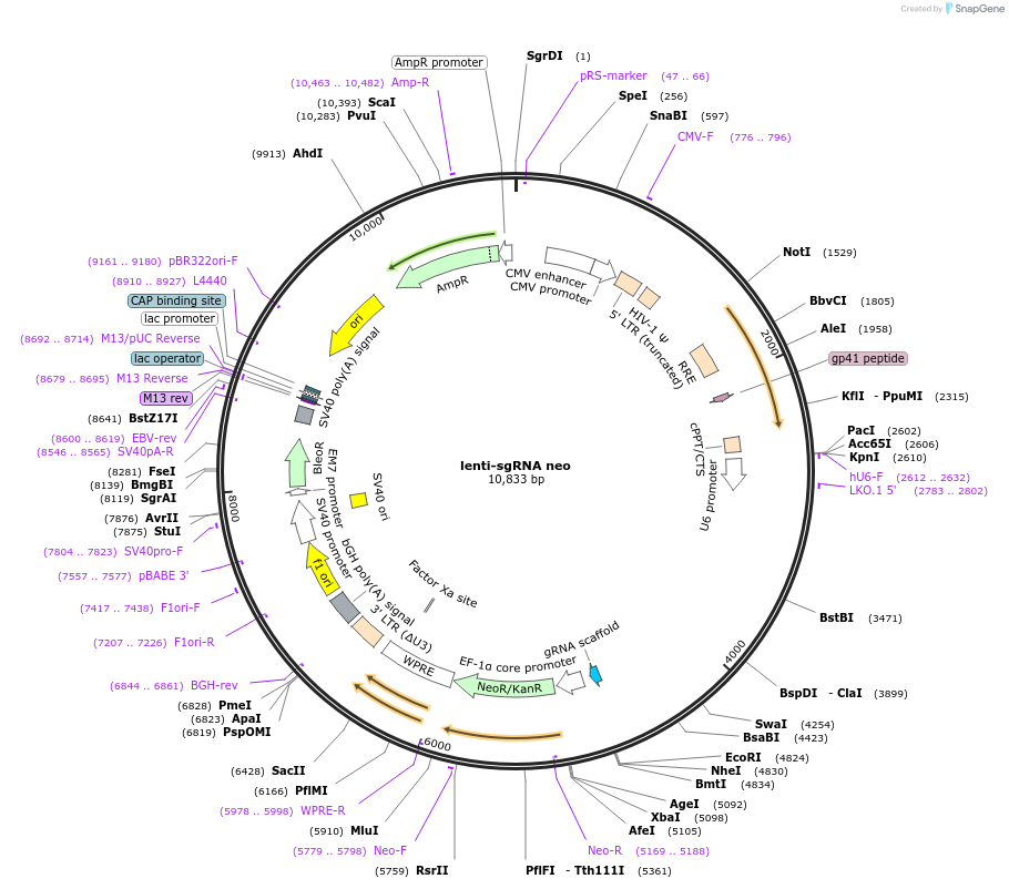 104992-plasmid-map-sequence-id-213507
