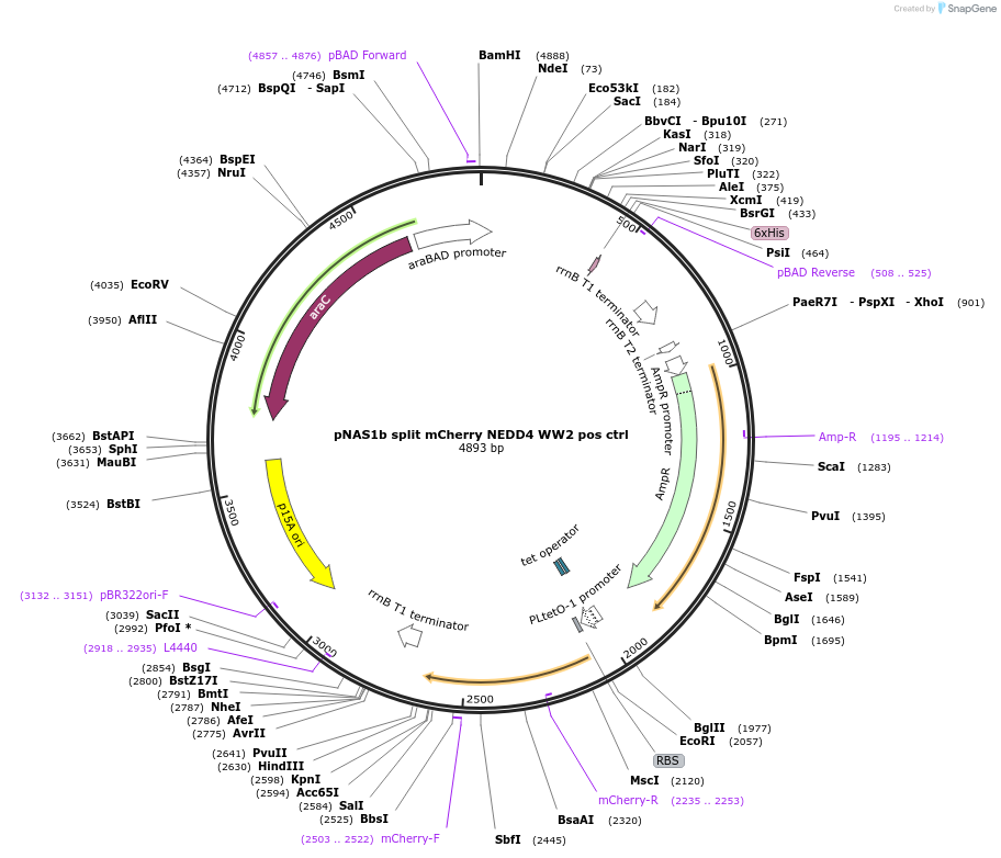 112029-plasmid-map-sequence-id-213508
