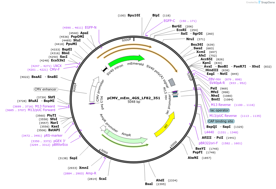 100491-plasmid-map-sequence-id-213509