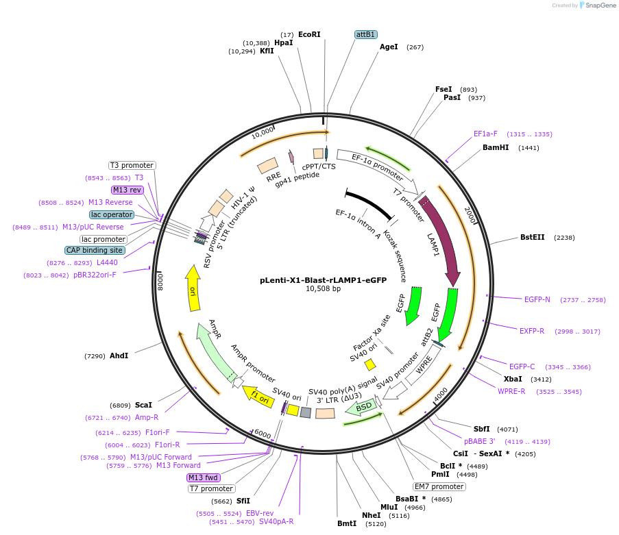 109028-plasmid-map-sequence-id-213510