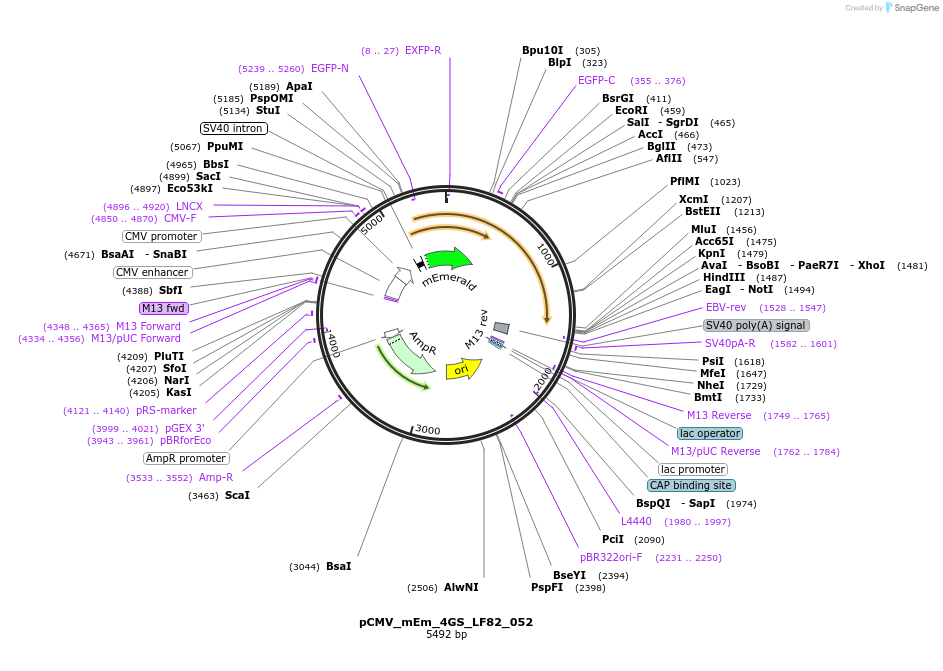 100501-plasmid-map-sequence-id-213511