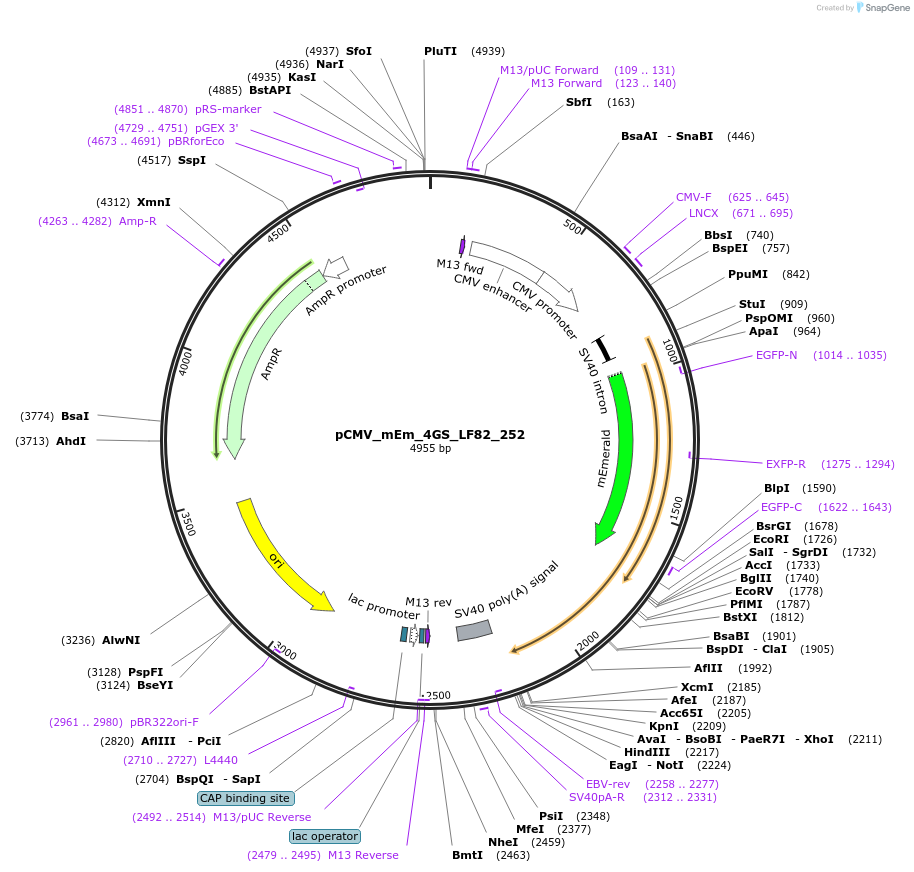 100504-plasmid-map-sequence-id-213513