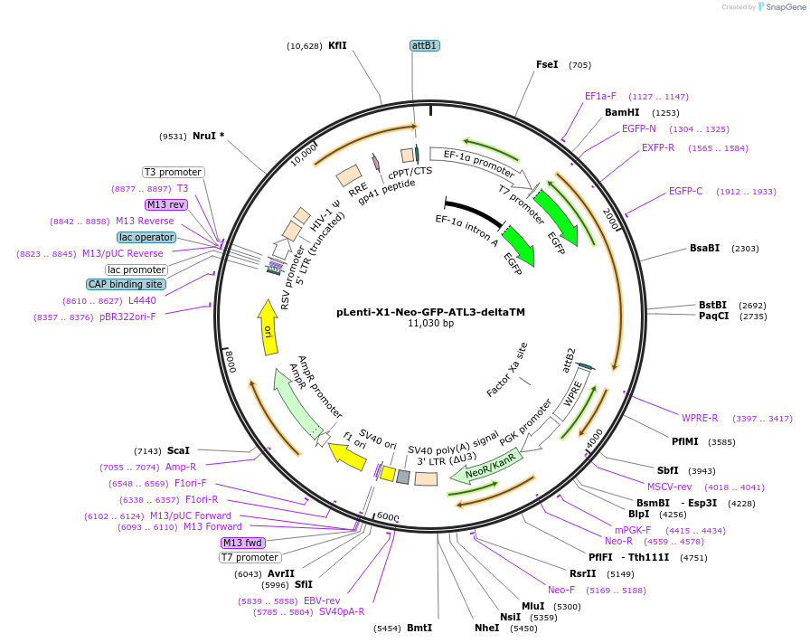 109025-plasmid-map-sequence-id-213514