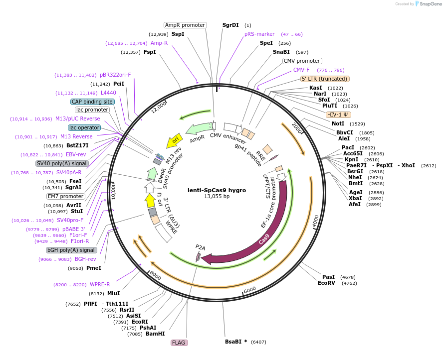 104995-plasmid-map-sequence-id-213515