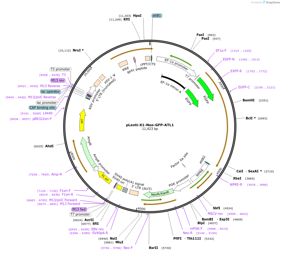 109018-plasmid-map-sequence-id-213519
