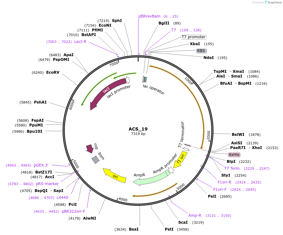 111651-plasmid-map-sequence-id-213526