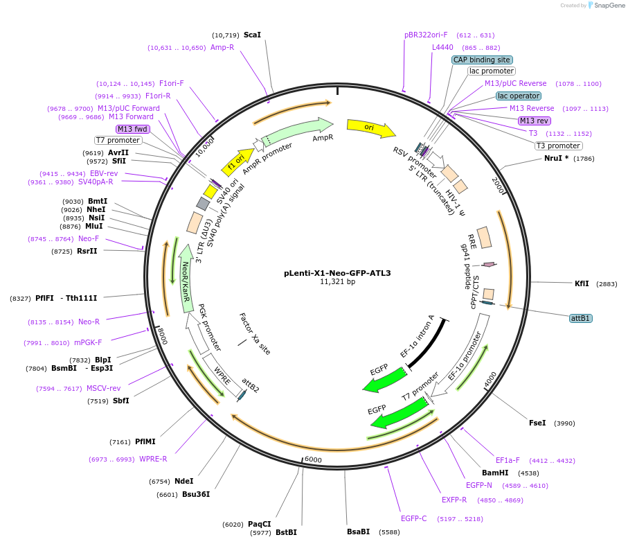 109024-plasmid-map-sequence-id-213527