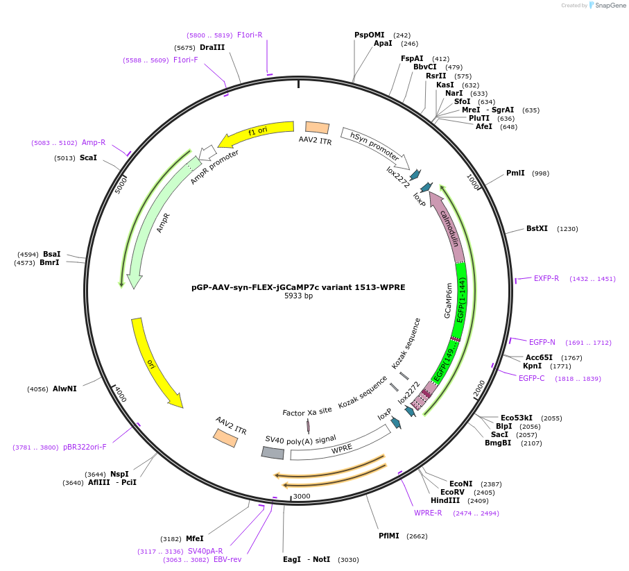 105322-plasmid-map-sequence-id-213536