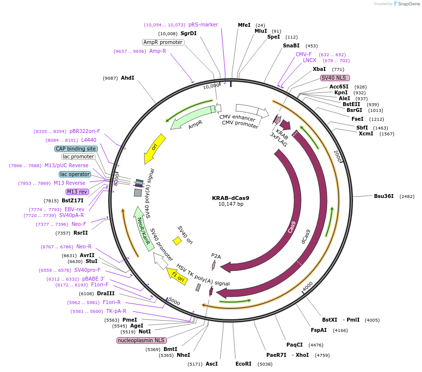 112195-plasmid-map-sequence-id-213538