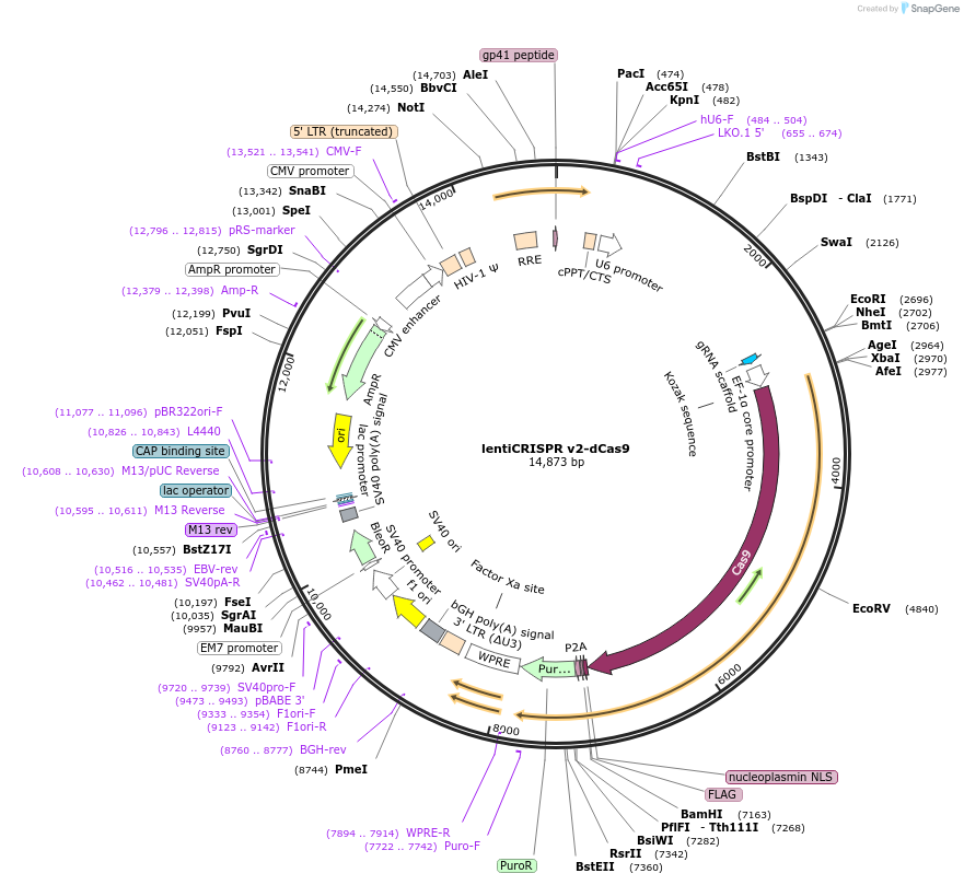 112233-plasmid-map-sequence-id-213540