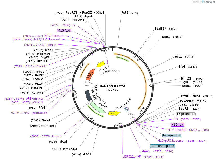 111941-plasmid-map-sequence-id-213542