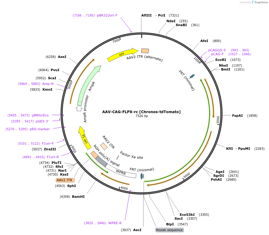 105834-plasmid-map-sequence-id-213544
