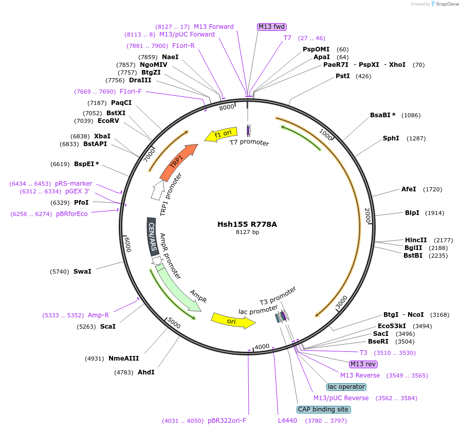 111945-plasmid-map-sequence-id-213548