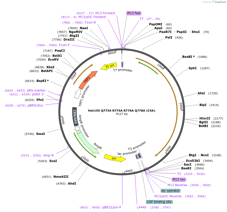 111946-plasmid-map-sequence-id-213550