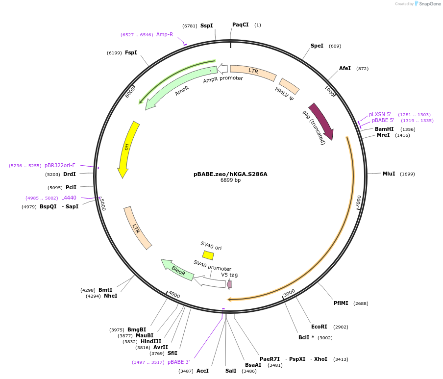 110357-plasmid-map-sequence-id-213568