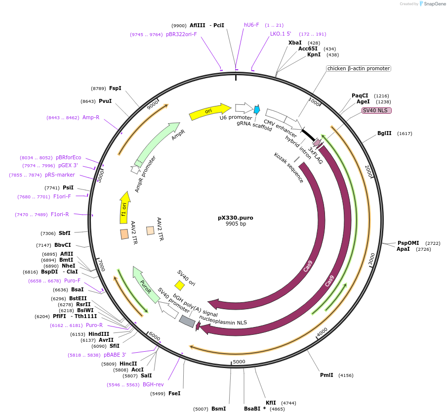 110403-plasmid-map-sequence-id-213570