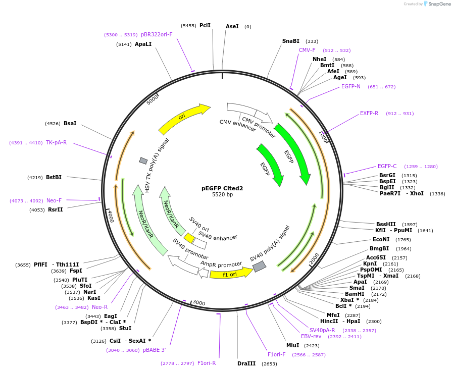 112246-plasmid-map-sequence-id-213576