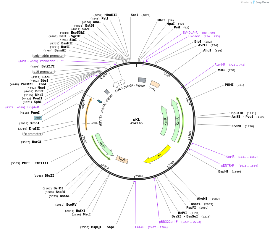 110741-plasmid-map-sequence-id-213581