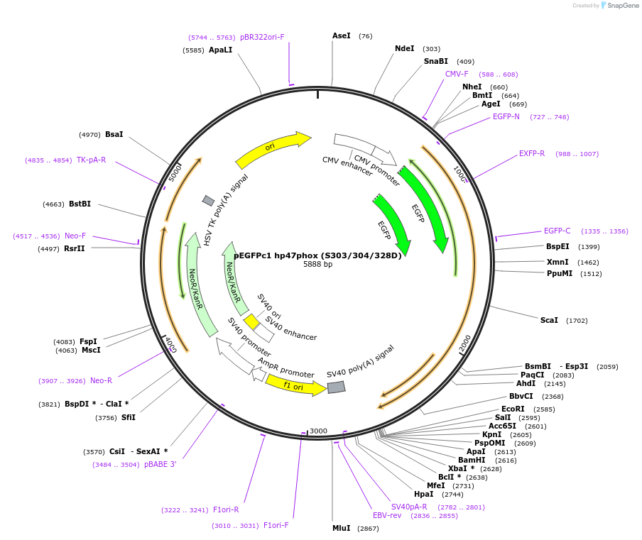112245-plasmid-map-sequence-id-213583