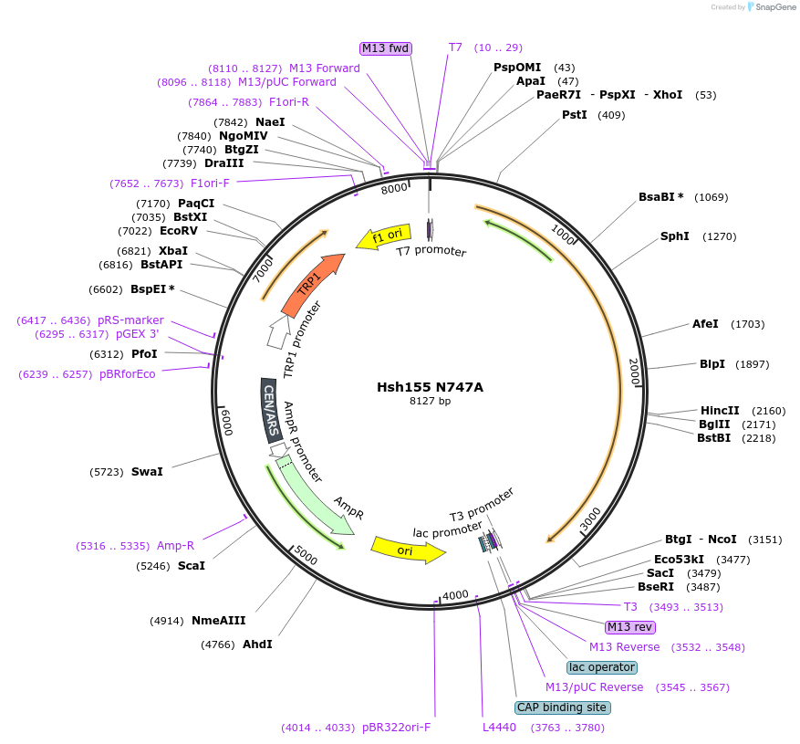 111949-plasmid-map-sequence-id-213584