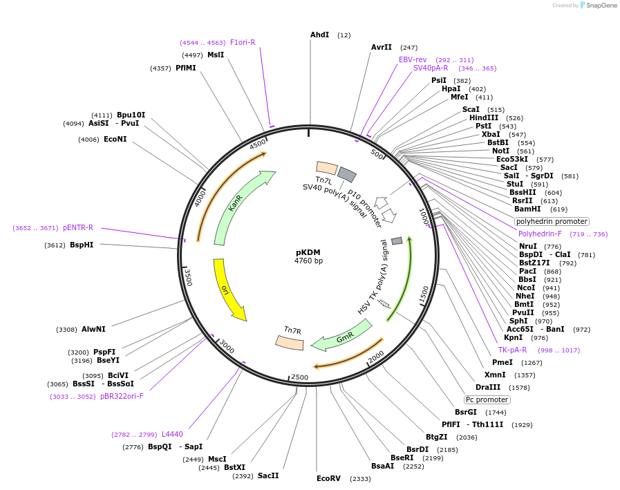 110740-plasmid-map-sequence-id-213586